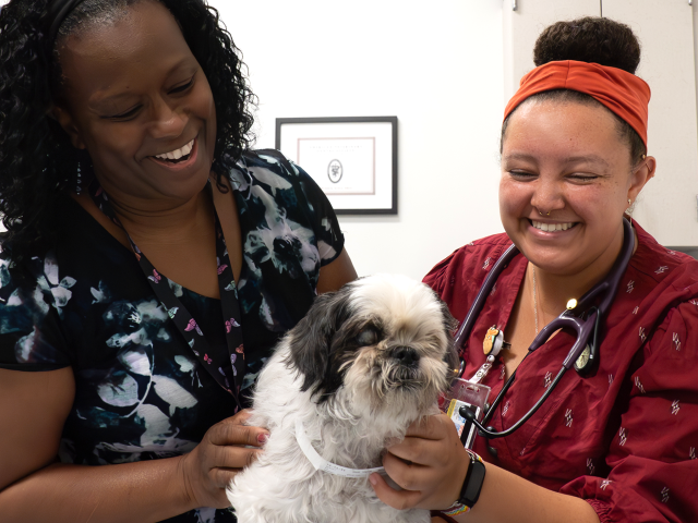 Two vets examine a dog