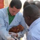 Dr. Gallardo vaccinates chicken