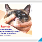 cat getting mouth examined